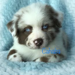 Australian Shepherd Puppies from Cahaba Australian Shepherds
