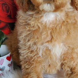 Miniature Schnauzers and Poodles from 406mt schnauzers