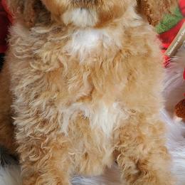 Miniature Schnauzers and Poodles from 406mt schnauzers