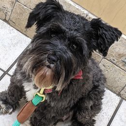 Miniature Schnauzer Puppies from Pawesome Pups