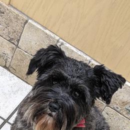 Miniature Schnauzer Puppies from Pawesome Pups