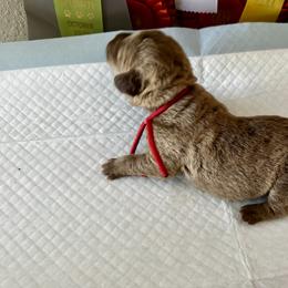 Red - Deadgrass female Chesapeake Bay Retriever puppy in North Port, Florida from Whispering Oak Chesapeakes