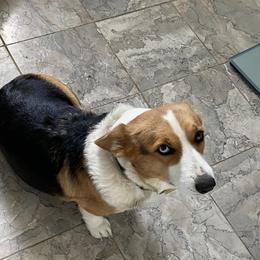 Libby - Pembroke Welsh Corgi