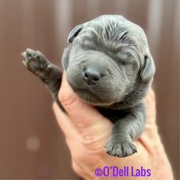 Merry - Black female Labrador Retriever puppy in Sullivan, Missouri from O’Dell Labs