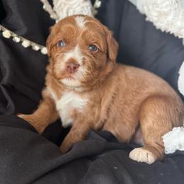 Diamond - Caramel female Australian Labradoodle puppy in Dawson, Georgia from Still Pond Australian Labradoodles