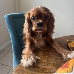 Archie - Cavalier King Charles Spaniel