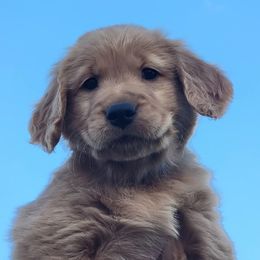 Blue collar - Dark golden male Golden Retriever puppy in Boulder, Montana from Sharee's Golden Retrievers
