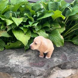 Henry - Cream male Dachshund puppy in Carthage, Missouri from Hounds by Mishelle