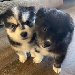 Pomskies from For The Love of Pomskies