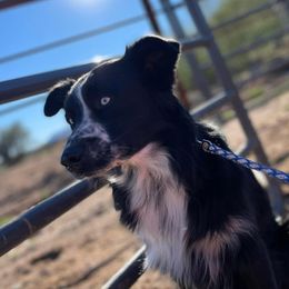 Tripp - Miniature Australian Shepherd