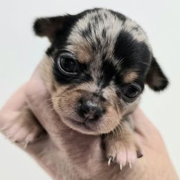 Lani - Blue merle female Chihuahua puppy in Clinton, Missouri from RockyTop Hearts