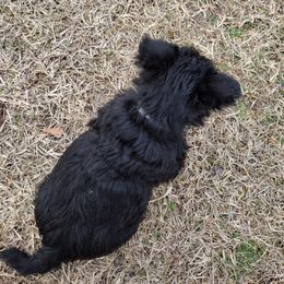 Scottish Terrier Puppies from Carsten's Scottish Terriers