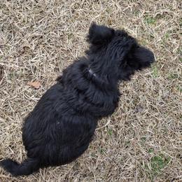 Scottish Terrier Puppies from Carsten's Scottish Terriers