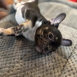 Goose - Tricolors male French Bulldog puppy in Snellville, Georgia from Felicia's French Bulldogs