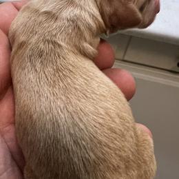 Dachshund Puppies from Witchy Woman’s Wiener’s