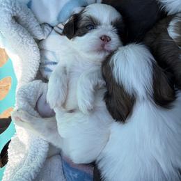 Boy 3 - Liver and white male Shih Tzu puppy in Springfield, Missouri from Lopez Family Tails