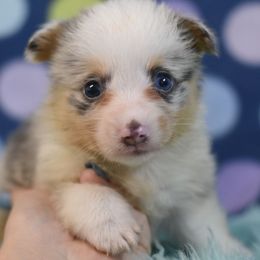 Luigi - Blue merle and white male American Corgi puppy in Lithia, Florida from Diamondcrest Inc