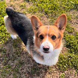 Max - Black and tan male Pembroke Welsh Corgi puppy in Beggs, Oklahoma from Blue Diamond Corgi’s