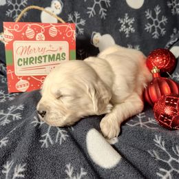 Archer - Light golden male Golden Retriever puppy in Seymour, Missouri from High Road Golden Retrievers
