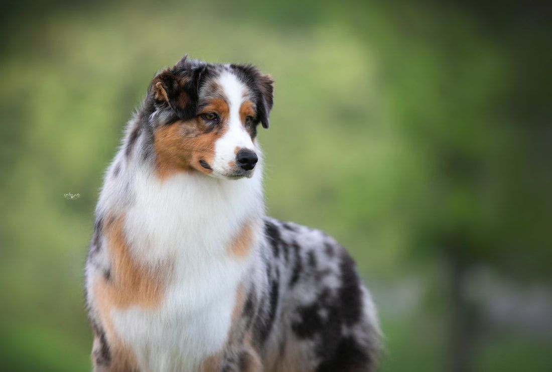 Fiddlers Green Australian Shepherds in Colorado | Australian Shepherd ...