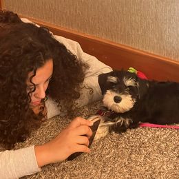 Miniature Schnauzer Puppies from A'Lord Miniature Schnauzer