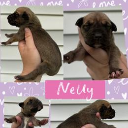 NELLY - Fawn female Great Dane puppy in Wellsville, New York from Prophecy Danes