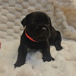 Hot pink - Black female Cane Corso puppy in Fritch, Texas from Carrie Brown's Cane Corsos
