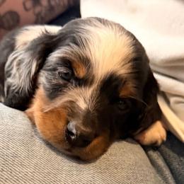 Sage - Dapple male Dachshund puppy in Price, Utah from Smiling Dog Dachshunds