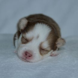 Romance - Chocolate male Pomsky puppy in Clarkston, Utah from Red Rock Ranch Breeders