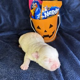 Ashton - White male Coton de Tulear puppy in North Augusta, South Carolina from Furever Cotons