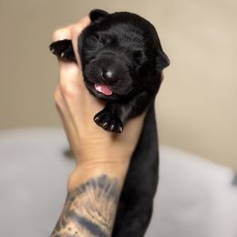 Green Collar - Black male German Shepherd puppy in Orlando, Florida from AceHaven Canines