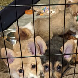 Pembroke Welsh Corgi Puppies from O-Joy Pembroke Welsh Corgis