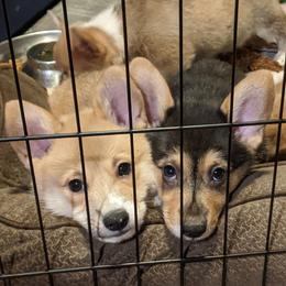 Pembroke Welsh Corgi Puppies from O-Joy Pembroke Welsh Corgis