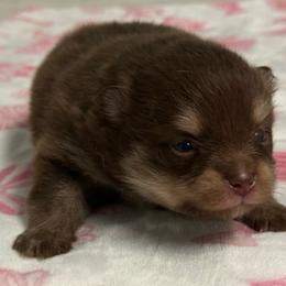Jelly Bean - Chocolate and tan female Pomeranian puppy in San Antonio, Texas from Pom Pom Lollipop’s