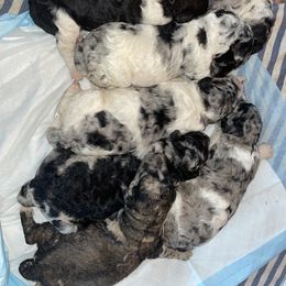 Goldendoodle and Poodle Puppies from Corbin’s Southern Curl’s