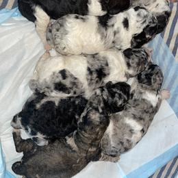 Goldendoodle and Poodle Puppies from Corbin’s Southern Curl’s