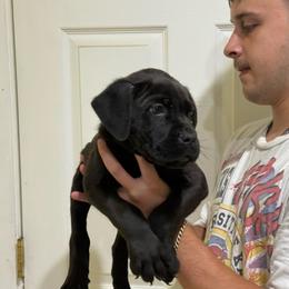 Black Male 1 - Black male Cane Corso puppy in Kaufman, Texas from Phantom Corsos