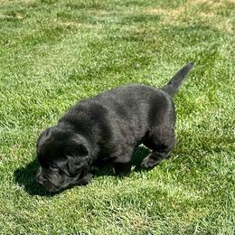 Boy 1 - Black male Labrador Retriever puppy in Spokane, Washington from Learn's Labs