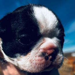 Sassys boy 1 - Black brindle and white male Boston Terrier puppy in Yakima, Washington from Barnett’s AKC Boston Terriers