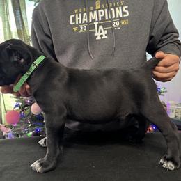 Cane Corso Puppies from Gaxx Corsos