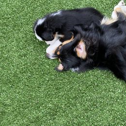 Miniature American Shepherd Puppies from Harbor View Mini American Shepherds