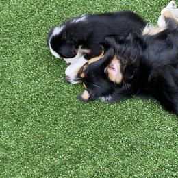 Miniature American Shepherd Puppies from Harbor View Mini American Shepherds