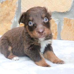 Habanero - Red tri-color male Australian Shepherd puppy in Macon, Georgia from Shaina’s Shepherds