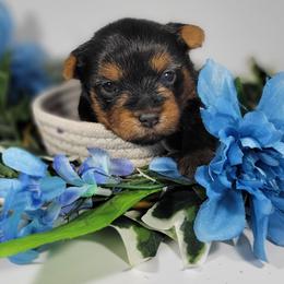 Green collar boy - Black and tan male Yorkshire Terrier puppy in Jacksonville, Florida from Yorkieology