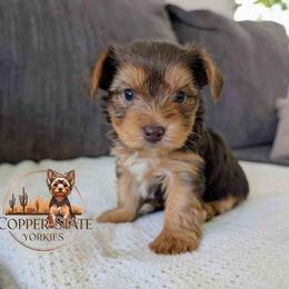 Bryce - Chocolate and tan male Yorkshire Terrier puppy in Goodyear, Arizona from Copper State Yorkies