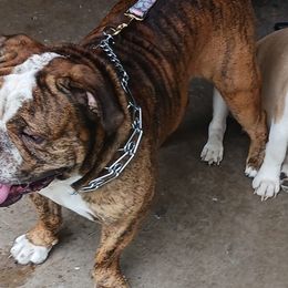 Olde English Bulldogges from Lovea bulldogge