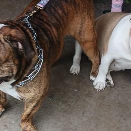Olde English Bulldogges from Lovea bulldogge