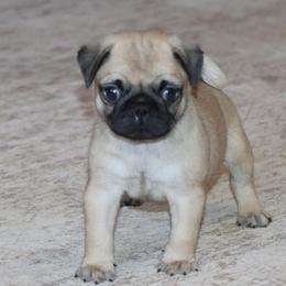 Hamlin - Fawn male Pug puppy in Winnsboro, Texas from Southern pugs