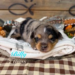 Billy Etbauer - Blue merle male Miniature Australian Shepherd puppy in El Dorado Springs, Missouri from OR Aussies