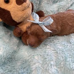 Honey - Apricot female Poodle puppy in Bee Branch, Arkansas from Scroggins Creek Doodles